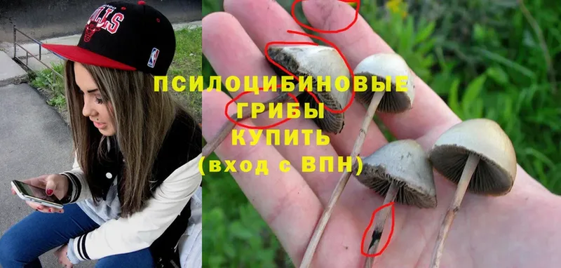 Галлюциногенные грибы Psilocybe  Абаза 